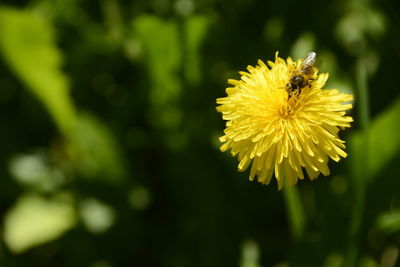 Close-up of insect on yellow flower