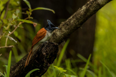 Close-up of bird perching on tree