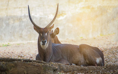 Deer resting on a field