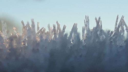 Close-up of plants against sky