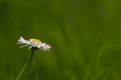 Close-up of flower blooming outdoors