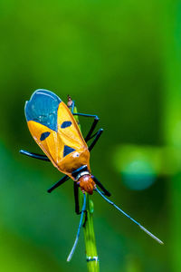 Close-up of insect on plant