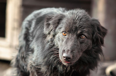 Close-up portrait of dog