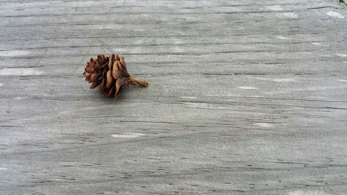 Close-up of dry autumn leaf