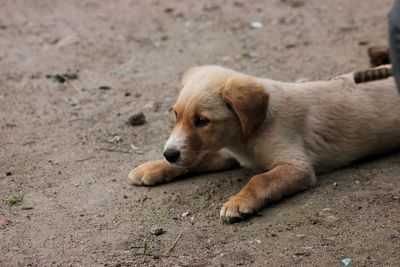 Close-up of dog relaxing outdoors