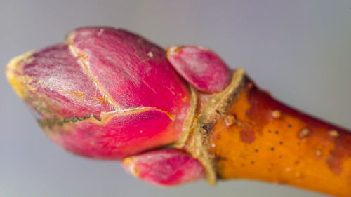 Close-up of strawberry over white background