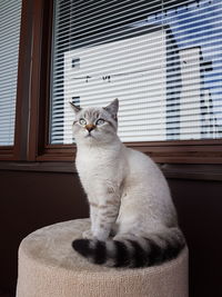 Cat sitting on sofa at home