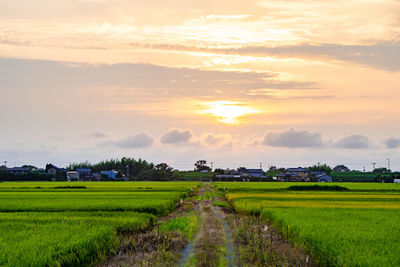 Sunset over rice fields and a straight road in the countryside