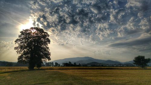 Trees on field against sky