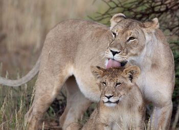 Lioness and cub