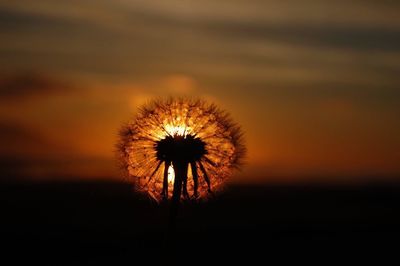 Low angle view of dandelion against sky during sunset