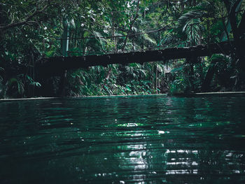 Bridge over trees in forest