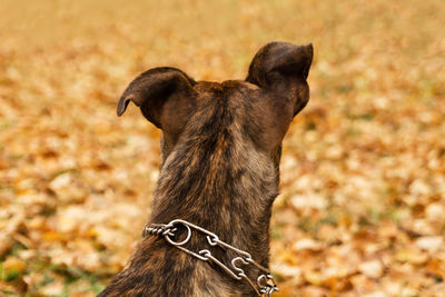 Back view on the dog of brindle staffordshire terrier on the background of fall leaves in a park.