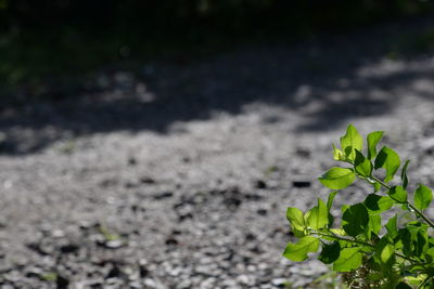 Close-up of plant growing outdoors