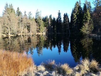 Reflection of trees in lake against sky