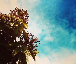 Low angle view of flower tree against sky