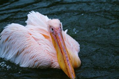 Close-up of pelican swimming in lake