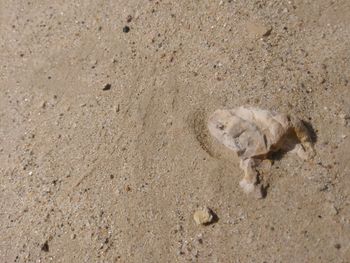 High angle view of crab on sand
