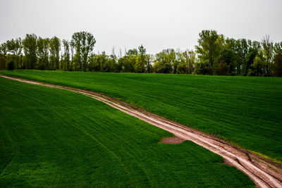 Scenic view of agricultural field against sky