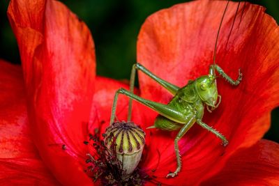 Close-up of insect on red flower