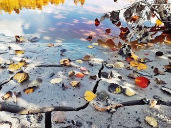 High angle view of leaves floating on lake during winter