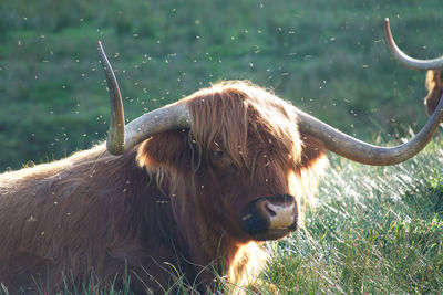 Scotland scottisch highland cattle