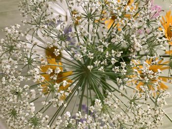 Close-up of white flowering plants