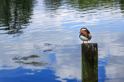 Bird on lake