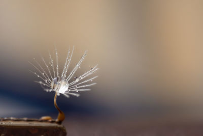 Close-up of dandelion against sky