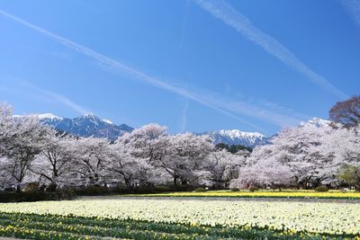 Scenic view of grassy field against sky