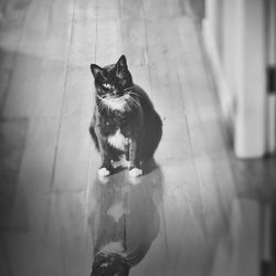 High angle portrait of cat sitting on floor