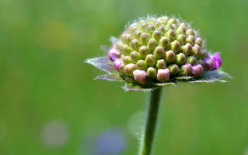 Close-up of thistle flower