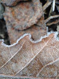 Close-up of snow on plant