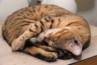 Close-up of cat sleeping