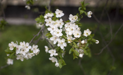 Flowers, cherry blossoms on the branches on a spring day. beautiful spring background. 