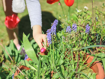 The hand of a caucasian little girl in a gray sleeved t-shirt takes out a chocolate easter egg