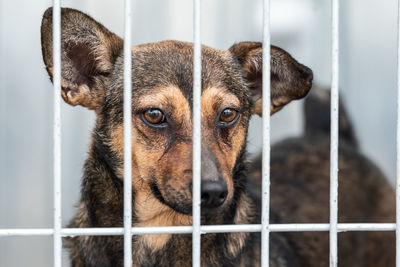 Close-up portrait of dog