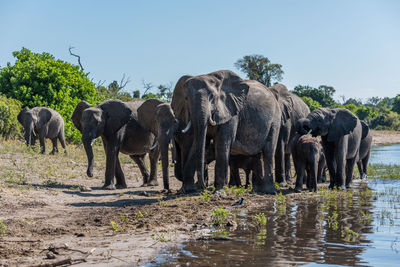 Elephant family in river against sky