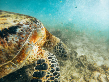 sea turtle