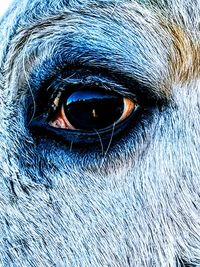 Close-up of dog eye