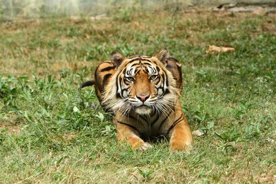 Sumatran tiger is rest