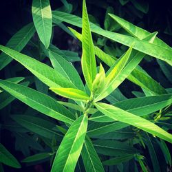 Close-up of fresh green plant