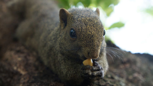 Close-up portrait of squirrel