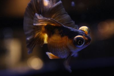 Close-up of fish swimming in sea