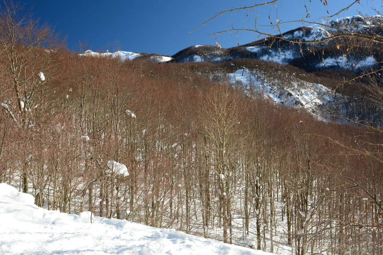 SCENIC VIEW OF SNOW COVERED FIELD