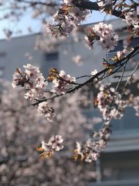 Close-up of cherry blossoms on tree