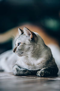 Close-up of a cat looking away