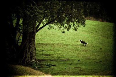 Trees on field