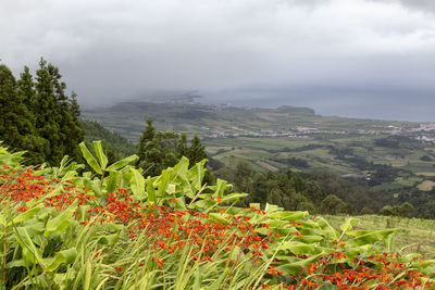 Scenic view of flowering plants on field against sky