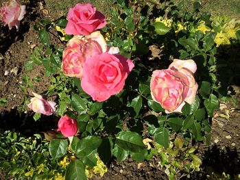 Close-up of pink roses blooming outdoors